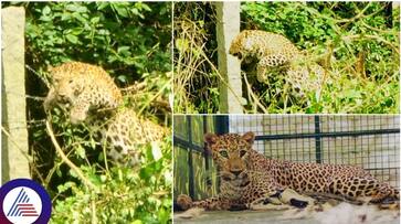 Rescue of a leopard that got stuck in a well near Sathyamangalam to drink water Rescue of a leopard that got stuck in a well near Sathyamangalam to drink water