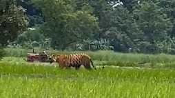 Wild Encounter: Majestic tiger strolls in UP field as farmer ploughs land behind WATCH AJR