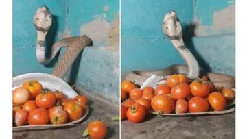 King Cobra Guards Tomatoes Amid Soaring Prices video goes viral King Cobra Guards Tomatoes Amid Soaring Prices video goes viral