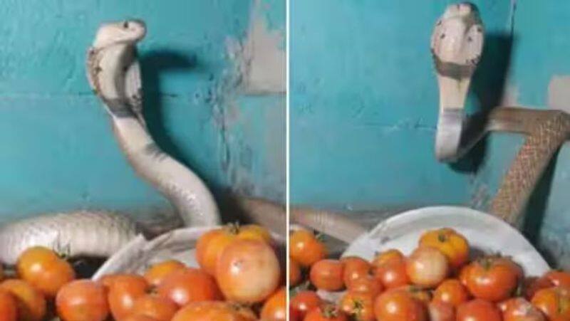 King Cobra Guards Tomatoes Amid Soaring Prices video goes viral