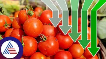 In Koyambedu market a kilo of tomato is sold at Rs 100 down by Rs 25 In Koyambedu market a kilo of tomato is sold at Rs 100 down by Rs 25