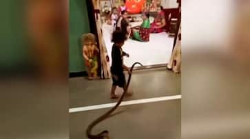 Watch: Kid playing with enormous python goes viral - EastMojo