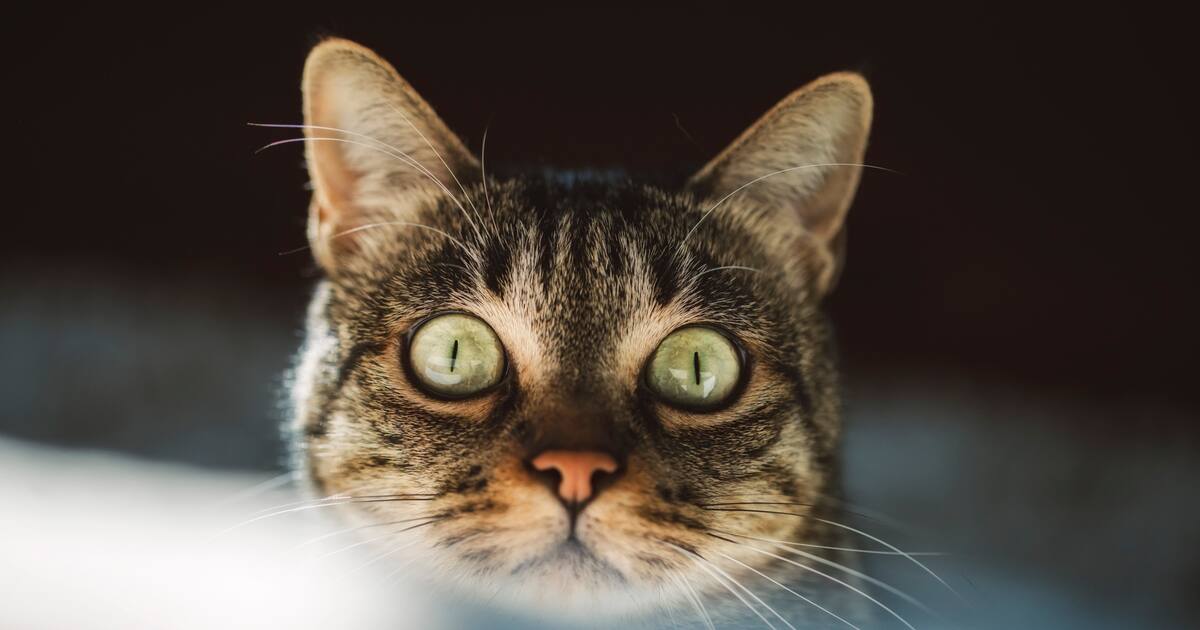 பூனை குறுக்கே வந்தால் கடந்து செல்வது சுபமா அசுபமா?? கனவில் பூனை வந்தால்..ஜாக்கிரதை..!!