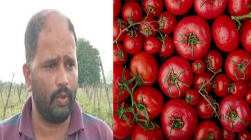 Pune Farmer Earns Rs 2.8 Crore By Selling Tomatoes, Sets Higher Target Pune Farmer Earns Rs 2.8 Crore By Selling Tomatoes, Sets Higher Target