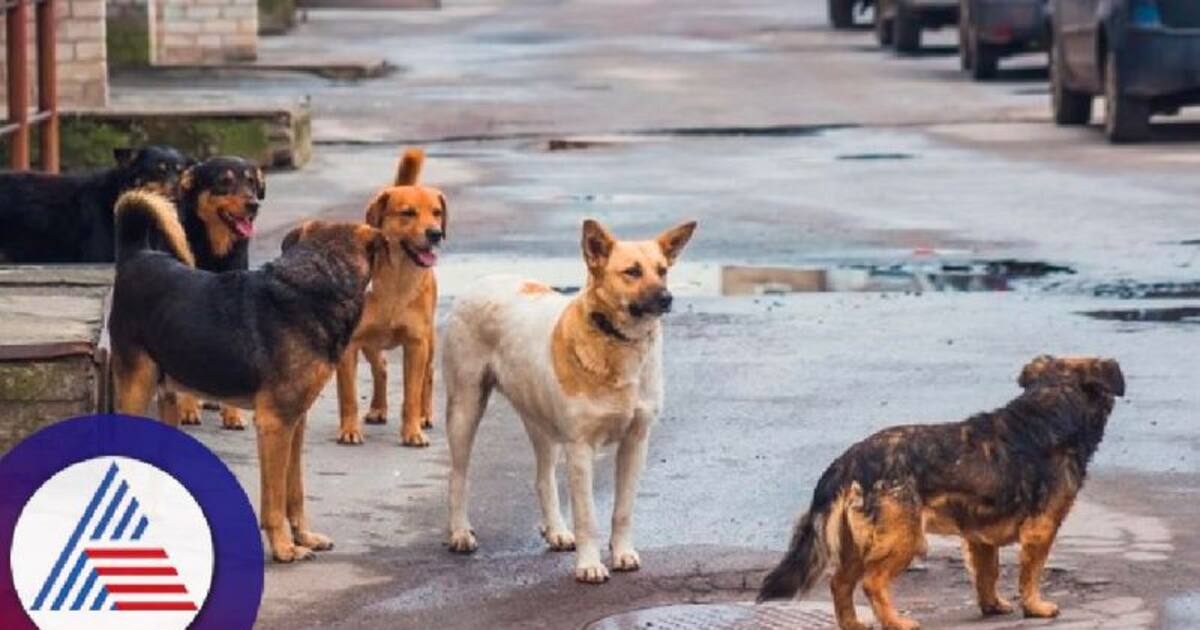 Telangana SHOCKER! Fatal stray dog attack claims life of 82-year-old ...