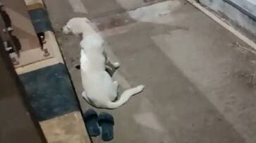 A dog waiting for its owner died after jumping into the river in andhrapradesh A dog waiting for its owner died after jumping into the river in andhrapradesh