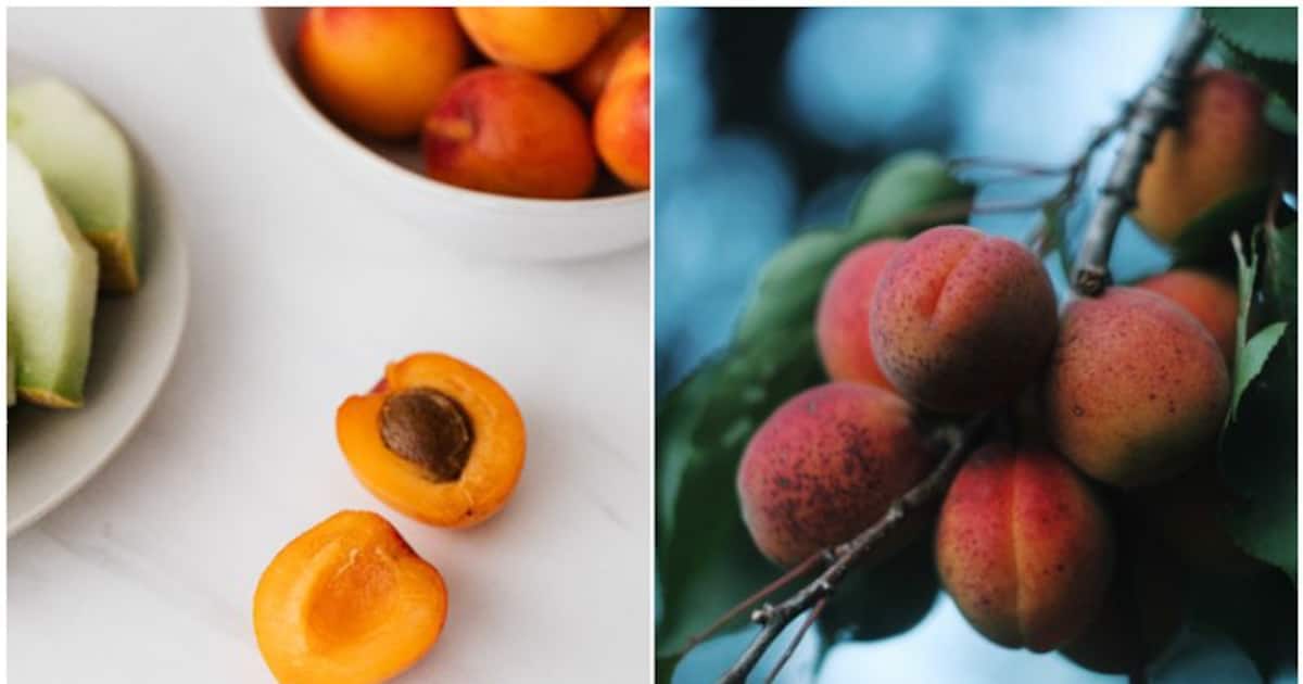 Apricot Health Benefits Know delicious ways to enjoy them