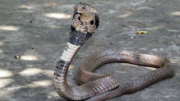 one more person died at snake bite in alleri village in vellore district one more person died at snake bite in alleri village in vellore district