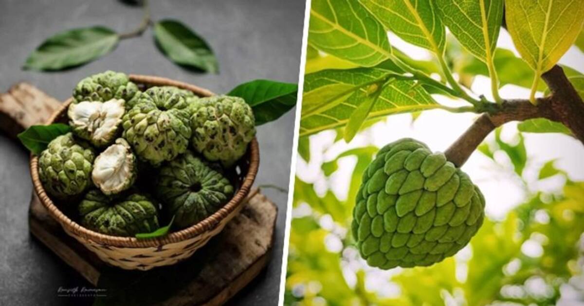 இதுக்காக தான் சீத்தாப்பழம் என்று பெயர் வந்ததா? சீதா மரம் எப்படி உருவானது தெரியுமா? 