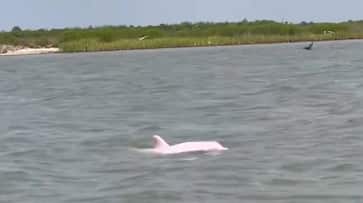 WATCH: Rare pink dolphin spotted in Louisiana waters amazes onlookers