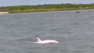 very rare Pink Color Dolphin sighted in Louisiana video on internet went viral very rare Pink Color Dolphin sighted in Louisiana video on internet went viral
