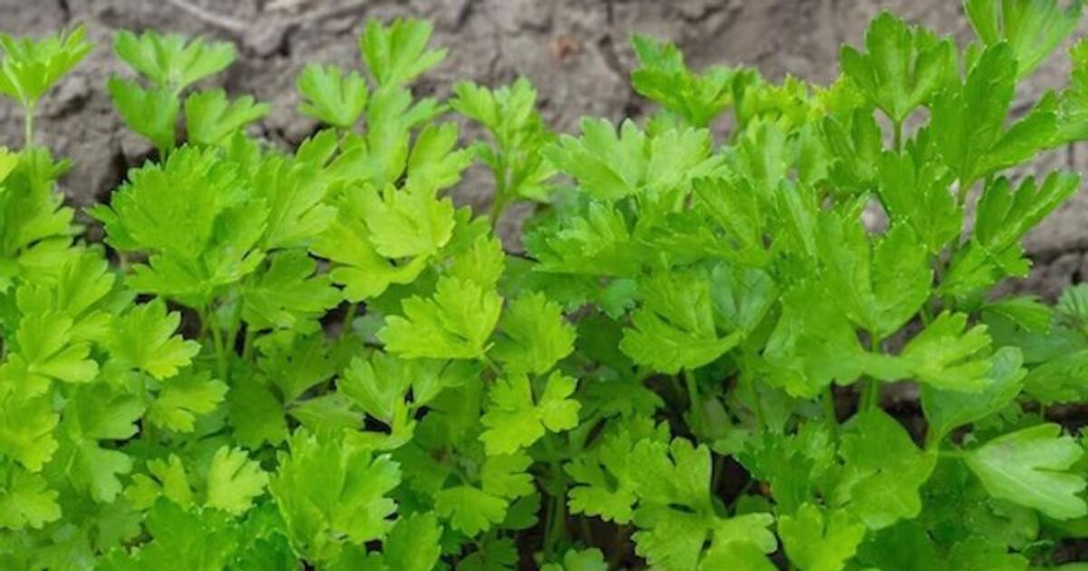 Brightening to Collagen 5 incredible benefits of Parsley on your Skin
