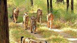Best places in India for guaranteed tiger spotting pav