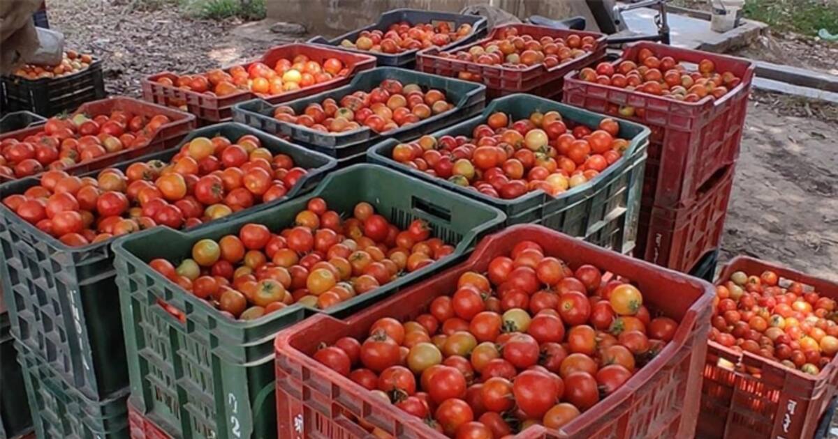 Karnataka Farmer earns whopping 1 crore rupees in 4 months growing tomatoes on 7acre land