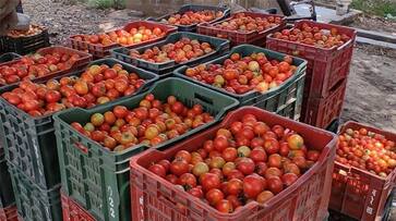 tomato price decrease in chikkaballapur gvd tomato price decrease in chikkaballapur gvd