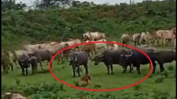 Buffaloes who are not afraid of a tiger.. united in a group and attacked it.. Wild animal died of injuries.. Video viral..ISR Buffaloes who are not afraid of a tiger.. united in a group and attacked it.. Wild animal died of injuries.. Video viral..ISR