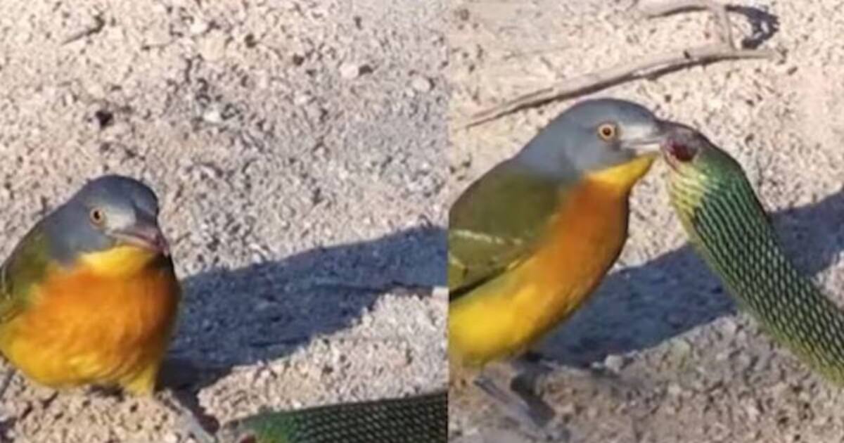 பாம்பின் கண்களை விடாமல் கொத்தும் பறவை.. தப்பித்து ஓடும் பாம்பு..  வைரல் வீடியோ..