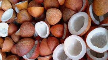 Solve the problem of coconut farmers snr Solve the problem of coconut farmers snr