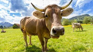 Self sufficient livelihood from dairy farming snr Self sufficient livelihood from dairy farming snr