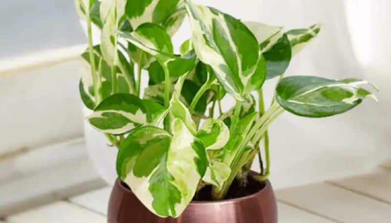 tips for growing money plant at home