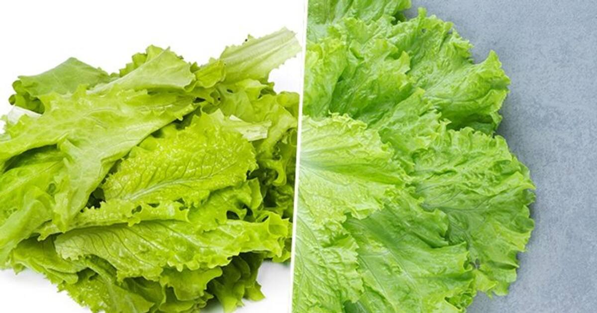 Digestive health to heart health 5 benefits of eating Lettuce