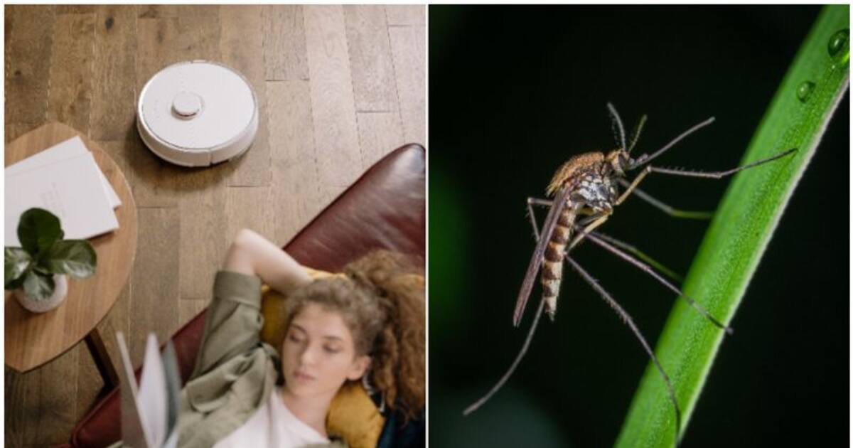 Waste management to Natural Repellants 7 effective tips to keep Bugs