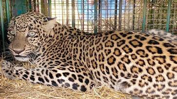 Leopard Fell to the Cage in Shivamogga grg Leopard Fell to the Cage in Shivamogga grg