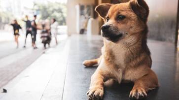 Rape on stray dog, Video goes viral, case registered against person in delhi - bsb Rape on stray dog, Video goes viral, case registered against person in delhi - bsb
