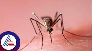 More Than 160 Dengue Fever Cases in Shivamogga grg More Than 160 Dengue Fever Cases in Shivamogga grg