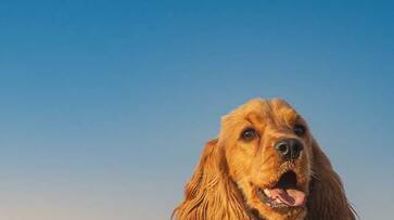 Is it good or bad when a dog cries Is it good or bad when a dog cries