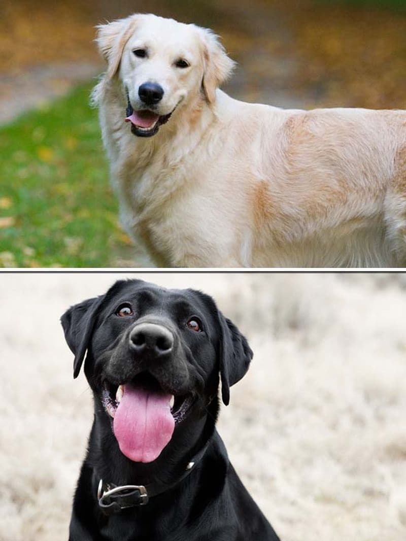 Golden Retriever to Labrador7 best dog breeds for swimming