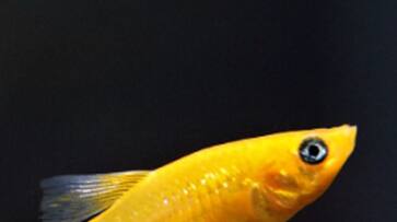 Golden fish changed paks Fisherman Life Overnight He become Millionaire After Selling Rare sowa Fish akb Golden fish changed paks Fisherman Life Overnight He become Millionaire After Selling Rare sowa Fish akb