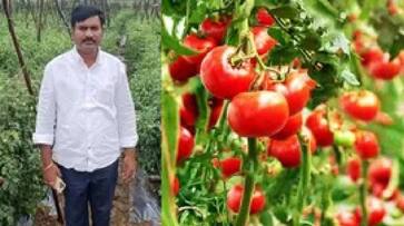 Telangana Tomato farmer who became a millionaire overnight.. Do you know how many crores he has earned? Telangana Tomato farmer who became a millionaire overnight.. Do you know how many crores he has earned?