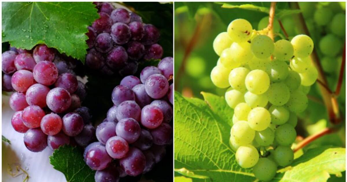 From Heart Health to Brain Health Know the bountiful benefits of Grapes