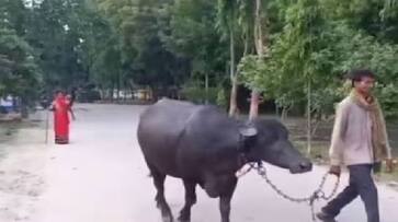 In 1965 case of theft of 2 buffaloes and a calf.. 78 year old man arrested after 58 years..ISR In 1965 case of theft of 2 buffaloes and a calf.. 78 year old man arrested after 58 years..ISR