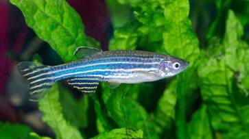 China sending zebrafish into space.. Do you know why? China sending zebrafish into space.. Do you know why?