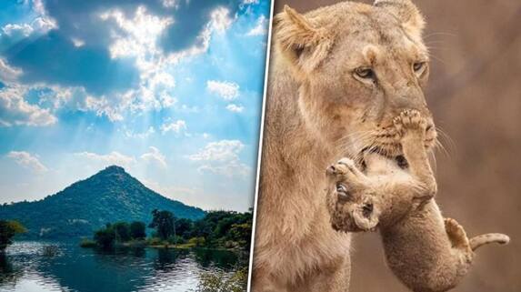 Gir national park to Jessore sloth bear sanctuary: Wildlife odyssey of