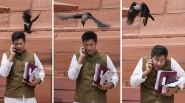 BJP jibes on crow attack on Aam Aadmi MP saying this is what will happen if he tells a lie BJP jibes on crow attack on Aam Aadmi MP saying this is what will happen if he tells a lie