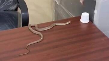 Protest with snake in alwal GHMC office, hyderabad - bsb Protest with snake in alwal GHMC office, hyderabad - bsb