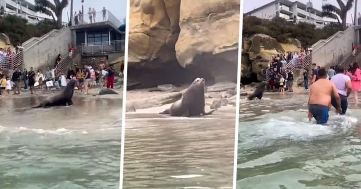 WATCH Charging sea lions startle beachgoers at San Diego's La Jolla