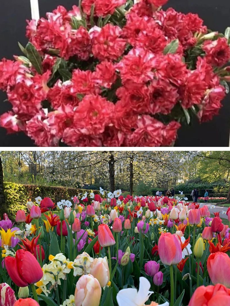 Desert Rose to Tulips 7 flowers that grow in the Middle East