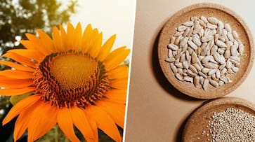 Sunflower seed secret: 7 health marvels in every bite ATG EAI Sunflower seed secret: 7 health marvels in every bite ATG EAI