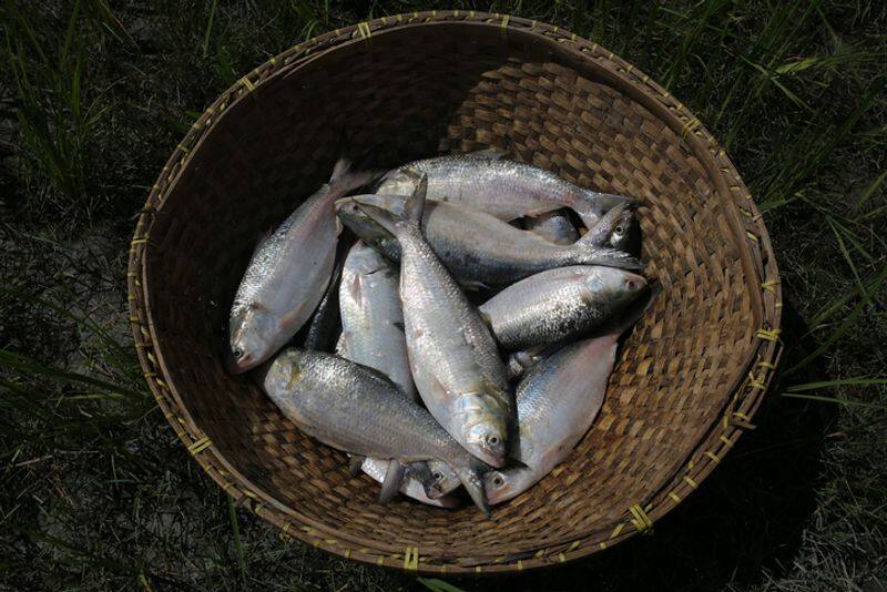 Buy Hilsa correctly to preserve it for future: 7 ways to save species ADC EIA 