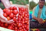 Andhra Pradesh Farmer Earns Rs 3 Crore In 1 Month Selling Tomatoes: social media viral