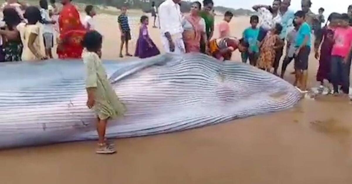 Massive blue whale found stranded on Andhra Pradesh beach WATCH