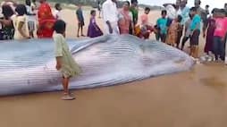 Massive blue whale found stranded on Andhra Pradesh beach WATCH AJR