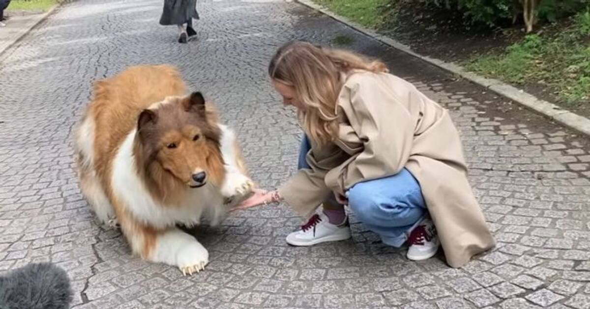 Toco Collie Japanese man named Toco spent Rs 11.65 lakh to be a dog (WATCH)