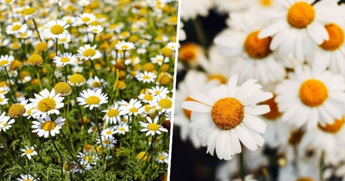 Anxiety reduction to immunity booster 5 medicinal benefits of Chamomile