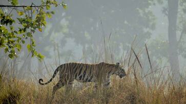 5 must visit National Parks in India for Tiger sighting mis 5 must visit National Parks in India for Tiger sighting mis