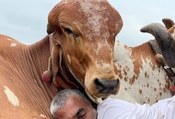 success story of gujarat farmer ramesh rupareliya who sold organic ghee of gir cow zrua